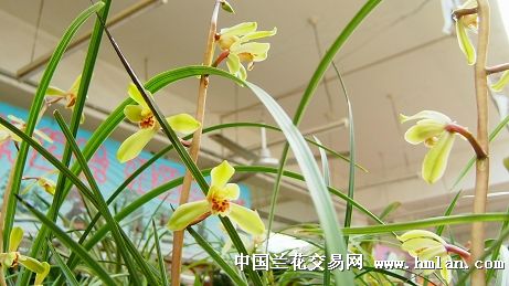 第一阶段： 捕捉意境核心