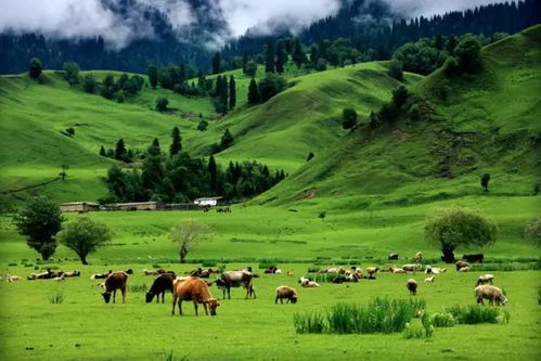 三、转战内蒙古：风吹草低见牛羊是真的吗？