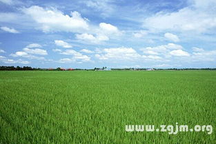 震惊！女人梦见庄稼疯长竟暗示这些！