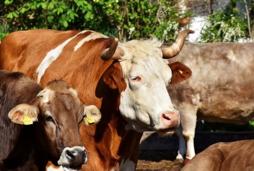 1949年属牛人2026年感情运势如何，属牛女性一生运气怎样？