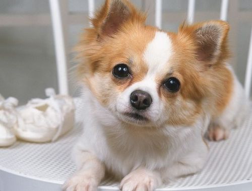 1982年属狗的人感情婚姻状况如何？