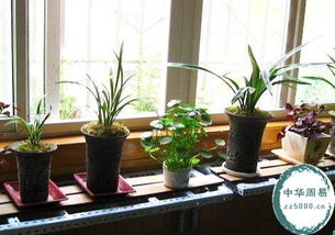 孩子房间适合养花吗？这与风水有关吗？