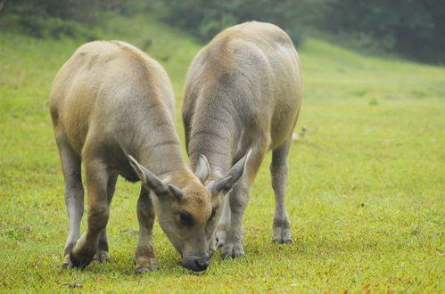 1997年属牛人狗年运势如何，顺应潮流嫩否有所得？