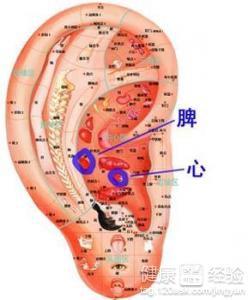 耳朵：尺寸对福祉、 贵人及体力储备之指示