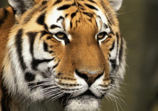 一帆风顺的生肖是什么，其对应的动物是什么意思？