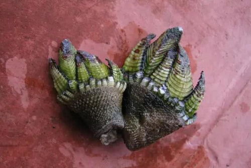 第一章：玄武之变——从神灵到诅咒载体的符号学转换