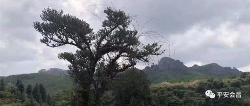 罗汉柴风水如何？松树图片有哪些风水禁忌？