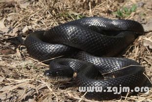 梦见黑蛇是什么预兆？周公解梦如何解释？