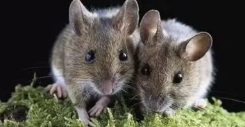 2026年属鼠的吉祥名字有哪些，能否推荐一些配对鹤的名字？