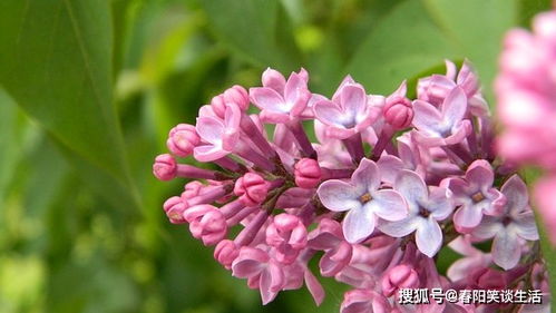 关于《恩依瞳》这四个字的由来