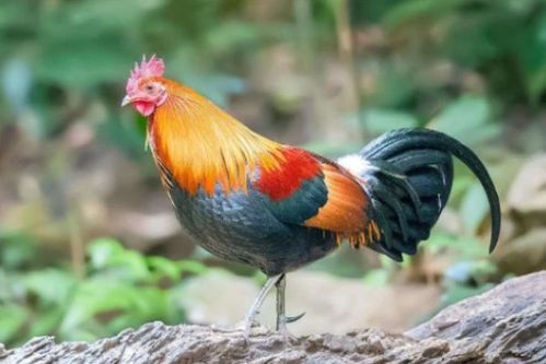 2026年属鸡的人会遭遇重大变故吗？