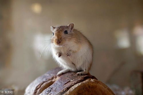 2026年属鼠人能否参加白事，其生死状况如何？