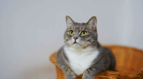 我为什么会梦见那么多大小不一的猫人？