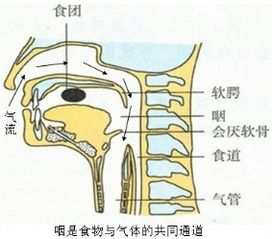 其他声音特征的分析