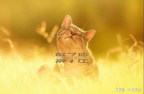 （二） 土象星座的务实与坚韧精神彰显