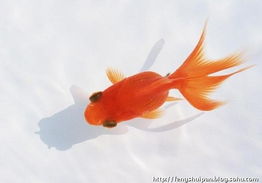 梦见金鱼究竟预示着什么吉祥的征兆呢？
