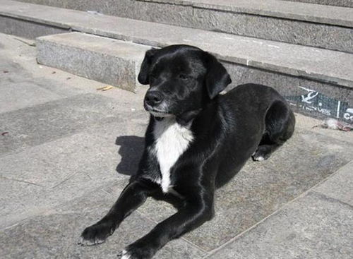 养黑狗在风水上真的有非chang大的作用吗？