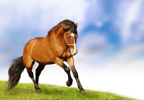 属马人2026年运势如何？2022年运势详解包括哪些方面？