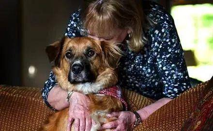 二、 犬咬象征破财警示