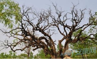 震惊！梦见树死了居然暗示这种天大的秘密？看完第5条我哭了