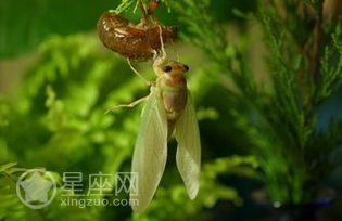 梦见丝瓜子预示着什么吉凶？周公解梦中的寓意是什么？