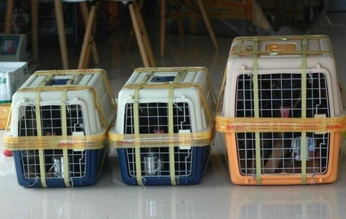 四、常见问题大杂烩！（急急急！！！)