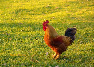 一、  2025年6月整体运势概览及提车宜忌