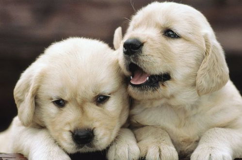 2026年属狗的结婚黄道吉日是哪一天？