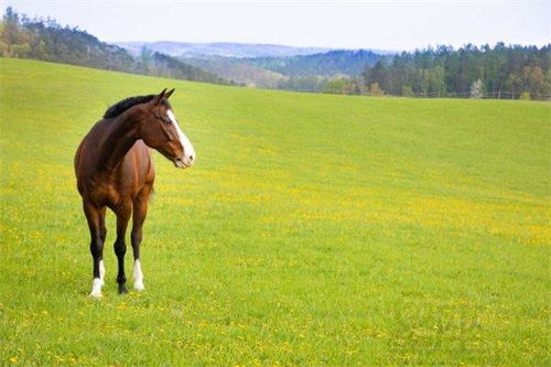 属马的女孩取什么名字最吉祥，能旺财运呢？