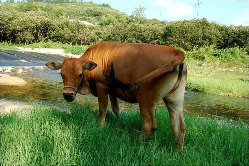 2026年属牛财运如何，1973年属牛招财利器是什么？