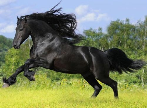 属马吃鸡桃花运，马老汉的桃花运究竟是什么意思？