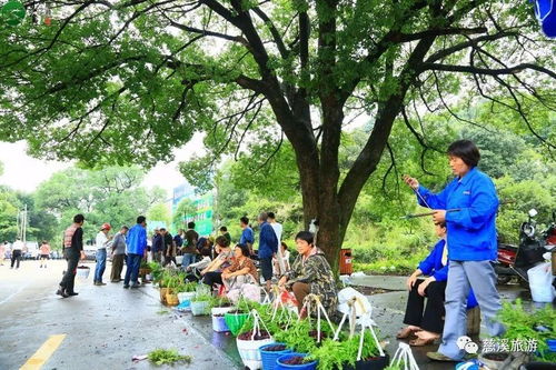 3. 杨梅采摘秘籍：如何挑选一颗完美的杨梅？