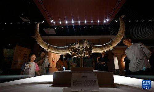 展品区惊现外星文物？！游客集体瞳孔地震！