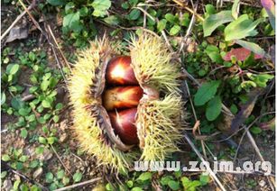 本命年的板栗预警