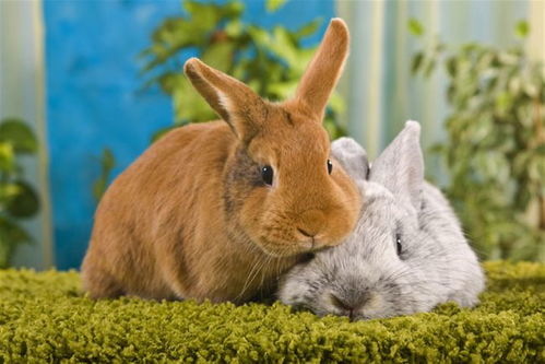 属兔4月出生的人4月份感情运势如何，最佳命运是什么？