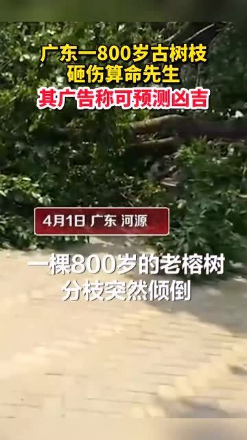 古树的历史考证与现状描述