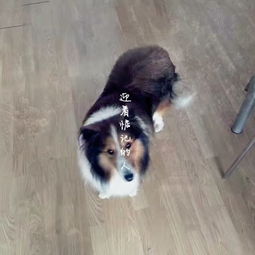 一、狗子取名这事儿可太魔幻了