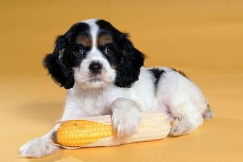 1994年属狗2026年每月运势具体内容是什么？