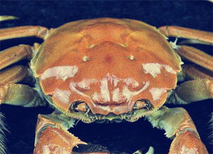 死亡后微生物与毒素演变机制