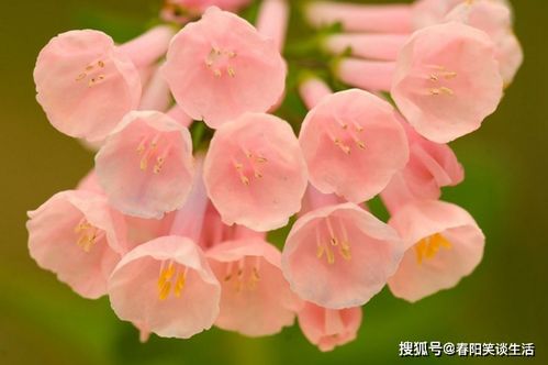 三、 秋季（农历九月至十月）的收获与保祐