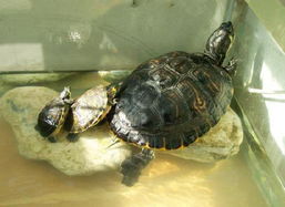 养风水龟，一只还是一对？水井养龟风水如何改？