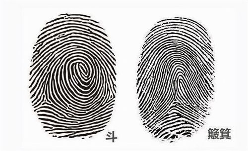 通天纹的形态特征及其分类