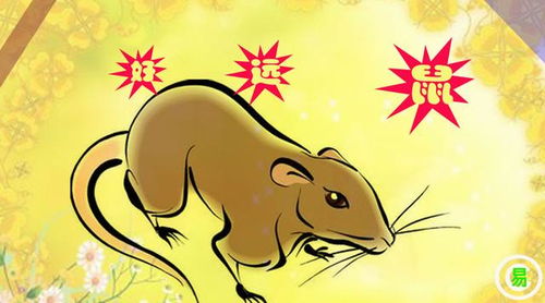 D鼠/属鼠女—灵活思维但缺乏胆量
