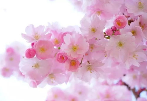 樱花名字中的
