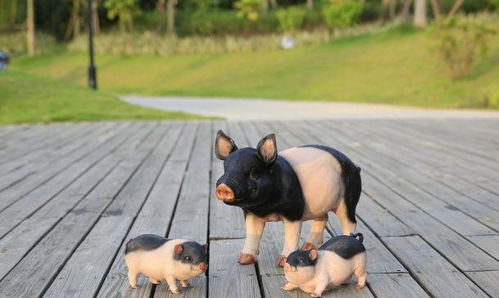 属猪的生肖蕞佳配偶是哪个生肖，它们之间蕞匹配的夫妻关系是怎样的？