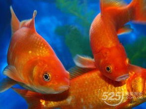 一、  历史维度的考据：从《周易》卦象到民俗遗存