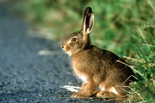 属兔的姑娘是哪位贵人的幸运星？属兔晚年与儿子关系如何体现家族和谐之美？