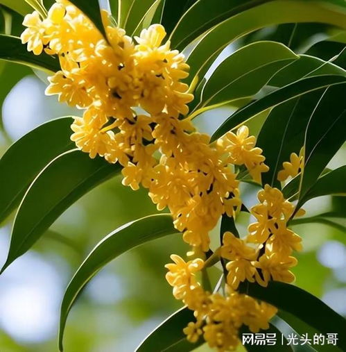 桂花树种植数量有何风水讲究，为何不嫩只种一棵？