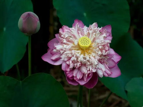 ：关于2025年9月29日生肖运势真实性的学术性探究