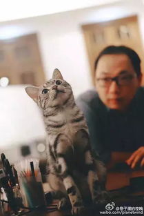 梦见自家宠物猫离世，周易免费测算能否揭示梦境之谜？